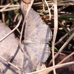 Taxeotis (genus) at Pomaderris Nature Reserve - 19 Nov 2023 08:52 AM