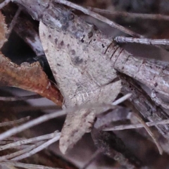 Taxeotis intextata (Looper Moth, Grey Taxeotis) at Pomaderris Nature Reserve - 19 Nov 2023 by ConBoekel