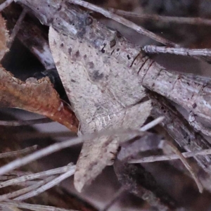 Taxeotis intextata at Pomaderris Nature Reserve - 19 Nov 2023