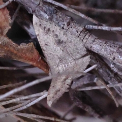 Taxeotis intextata at Pomaderris Nature Reserve - 19 Nov 2023