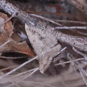 Taxeotis intextata at Pomaderris Nature Reserve - 19 Nov 2023