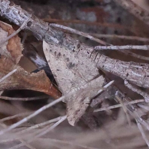 Taxeotis intextata at Pomaderris Nature Reserve - 19 Nov 2023 09:08 AM