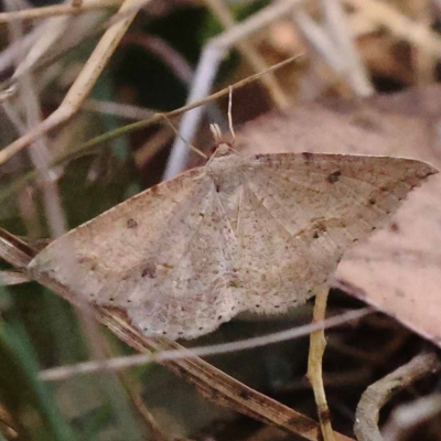 Taxeotis stereospila (Oval-spot Taxeotis (Oenochrominae) at Pomaderris Nature Reserve - 19 Nov 2023 by ConBoekel