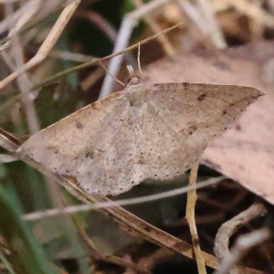 Taxeotis stereospila at Pomaderris Nature Reserve - 19 Nov 2023