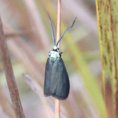 Pollanisus (genus) (A Forester Moth) at Pomaderris Nature Reserve - 19 Nov 2023 by ConBoekel