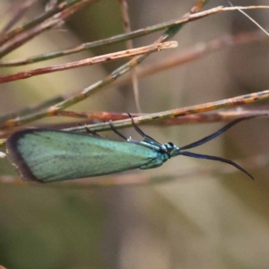 Pollanisus (genus) at Pomaderris Nature Reserve - 19 Nov 2023