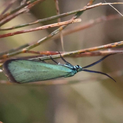 Pollanisus (genus) (A Forester Moth) at Pomaderris Nature Reserve - 19 Nov 2023 by ConBoekel