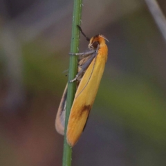 Plectobela undescribed species (A concealer moth) at Gundary, NSW - 19 Nov 2023 by ConBoekel