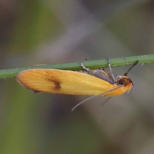 Plectobela undescribed species at Gundary, NSW - 19 Nov 2023 11:16 AM