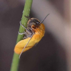 Plectobela undescribed species at Gundary, NSW - 19 Nov 2023