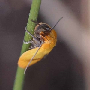 Plectobela undescribed species at Gundary, NSW - 19 Nov 2023 11:16 AM