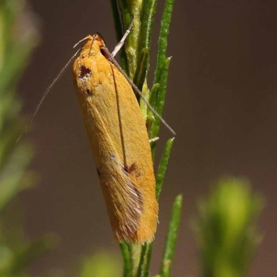 Plectobela undescribed species (A concealer moth) at Gundary, NSW - 19 Nov 2023 by ConBoekel