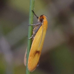 Plectobela undescribed species at Gundary, NSW - 19 Nov 2023