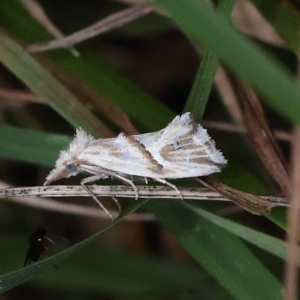 Heliocosma melanotypa at Pomaderris Nature Reserve - 19 Nov 2023