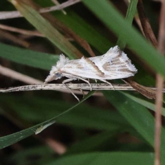 Heliocosma melanotypa at Pomaderris Nature Reserve - 19 Nov 2023 12:10 PM