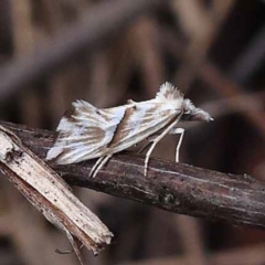 Heliocosma melanotypa at Pomaderris Nature Reserve - 19 Nov 2023