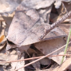 Pantydia sparsa (Noctuid Moth) at Pomaderris Nature Reserve - 18 Nov 2023 by ConBoekel