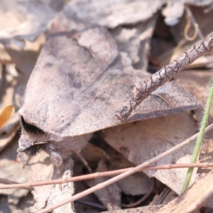 Pantydia sparsa at Pomaderris Nature Reserve - 19 Nov 2023