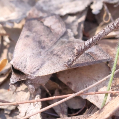 Pantydia sparsa (Noctuid Moth) at Pomaderris Nature Reserve - 19 Nov 2023 by ConBoekel