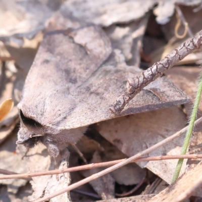 Pantydia sparsa (Noctuid Moth) at Gundary, NSW - 18 Nov 2023 by ConBoekel