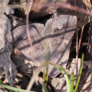 Pantydia sparsa at Pomaderris Nature Reserve - 19 Nov 2023