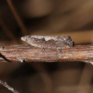 Strepsicrates macropetana at Pomaderris Nature Reserve - 19 Nov 2023