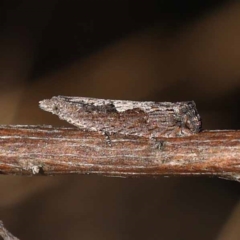 Strepsicrates macropetana at Pomaderris Nature Reserve - 19 Nov 2023