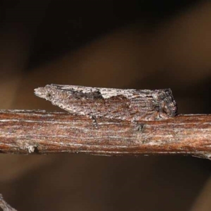 Strepsicrates macropetana at Pomaderris Nature Reserve - 19 Nov 2023 07:38 AM