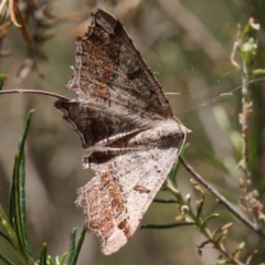 Dissomorphia australiaria (Dissomorphia australiaria) at Pomaderris Nature Reserve - 19 Nov 2023 by ConBoekel