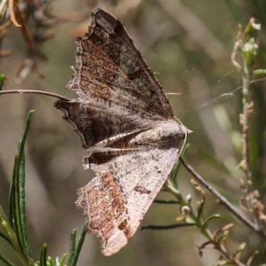 Dissomorphia australiaria at Pomaderris Nature Reserve - 19 Nov 2023 12:16 PM