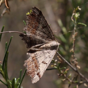 Dissomorphia australiaria at Pomaderris Nature Reserve - 19 Nov 2023 12:16 PM