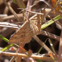 Scopula rubraria (Reddish Wave, Plantain Moth) at Gundary, NSW - 19 Nov 2023 by ConBoekel