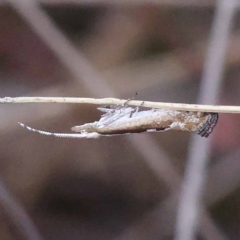 Plutella xylostella (Diamondback Moth) at Gundary, NSW - 19 Nov 2023 by ConBoekel