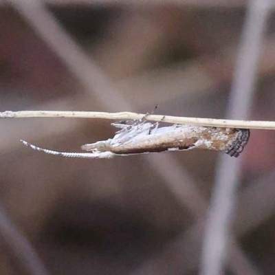 Plutella xylostella (Diamondback Moth) at Gundary, NSW - 19 Nov 2023 by ConBoekel