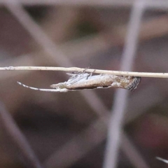 Plutella xylostella at Pomaderris Nature Reserve - 19 Nov 2023