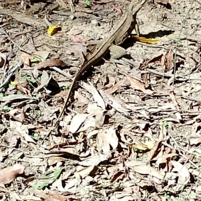 Intellagama lesueurii (Australian Water Dragon) at Robertson - 13 Nov 2023 by Baronia