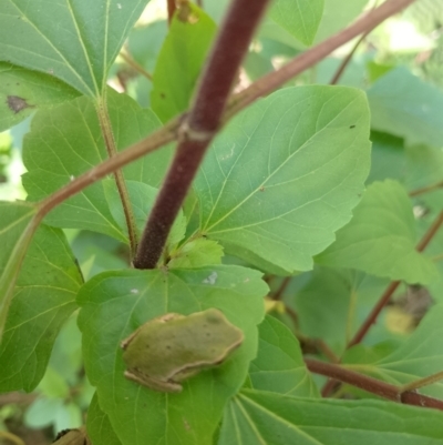 Litoria phyllochroa (Leaf-green Tree Frog) at Robertson - 14 Nov 2023 by Baronia