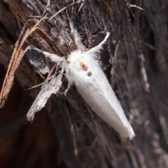 Acyphas (genus) (Lymantriinae, Erebidae) at Pomaderris Nature Reserve - 19 Nov 2023 by ConBoekel