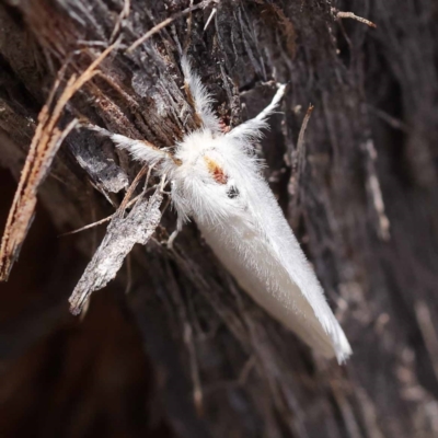 Acyphas (genus) (Lymantriinae, Erebidae) at Pomaderris Nature Reserve - 19 Nov 2023 by ConBoekel