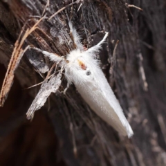 Trichiocercus sparshalli (Sparshall's Moth) at Gundary, NSW - 19 Nov 2023 by ConBoekel