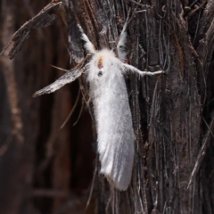 Trichiocercus sparshalli at Pomaderris Nature Reserve - 19 Nov 2023