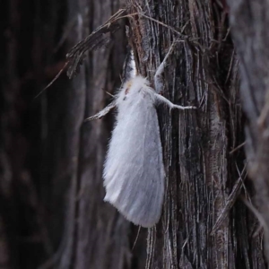 Trichiocercus sparshalli at Pomaderris Nature Reserve - 19 Nov 2023