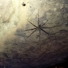 Megadolomedes australianus (Giant water spider) at Beaumont, NSW - 17 Nov 2023 by Baronia