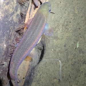 Galaxias brevipinnis at Beaumont, NSW - 17 Nov 2023 09:19 PM