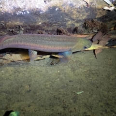 Galaxias brevipinnis at Beaumont, NSW - 17 Nov 2023 09:19 PM