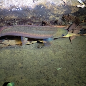 Galaxias brevipinnis at Beaumont, NSW - 17 Nov 2023 09:19 PM