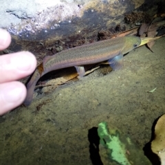 Galaxias brevipinnis at Beaumont, NSW - 17 Nov 2023 09:19 PM