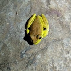 Litoria lesueuri (Lesueur's Tree-frog) at Beaumont, NSW - 17 Nov 2023 by Baronia