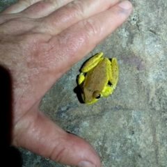 Litoria lesueuri at Beaumont, NSW - 17 Nov 2023