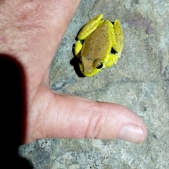 Litoria lesueuri at Beaumont, NSW - 17 Nov 2023 09:28 PM